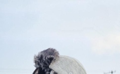 免费无遮挡又黄又爽网站